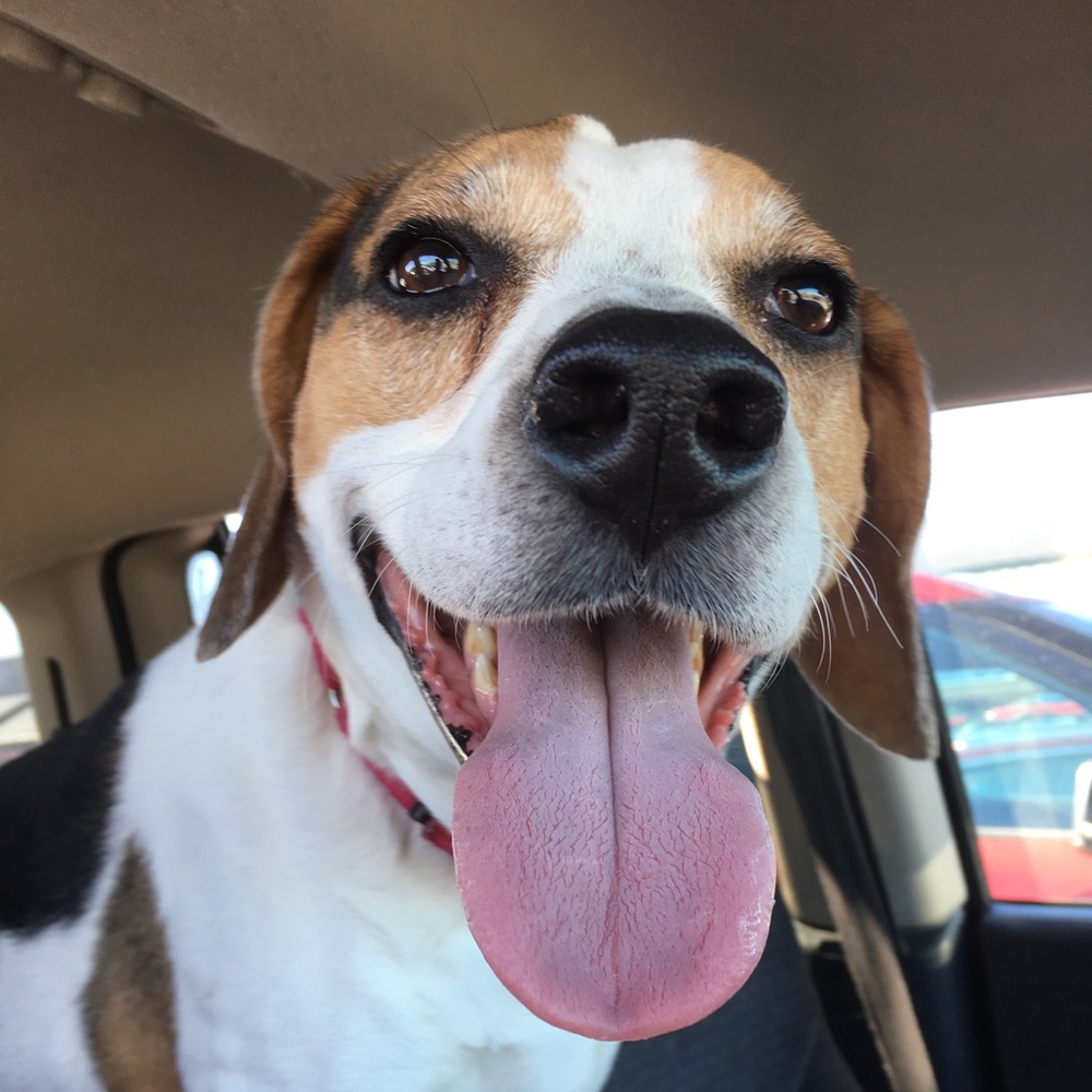 Meet your Posher, Samantha